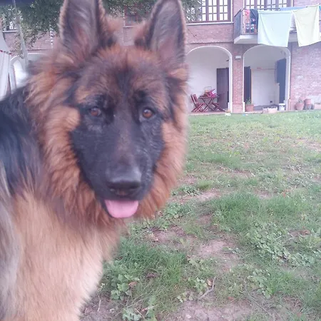 Bugygattolo Boves